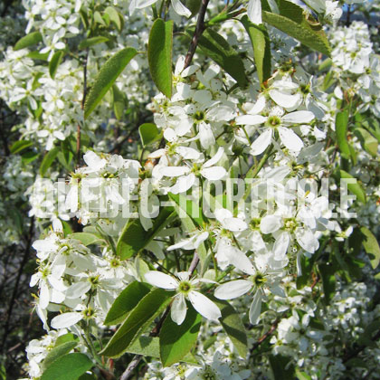 image de Amelanchier canadensis 