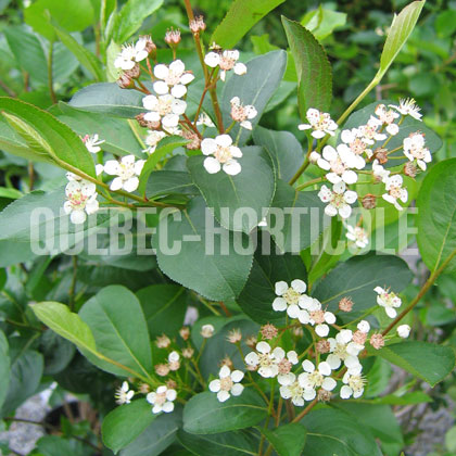 image de Aronia melanocarpa Autumn Magic