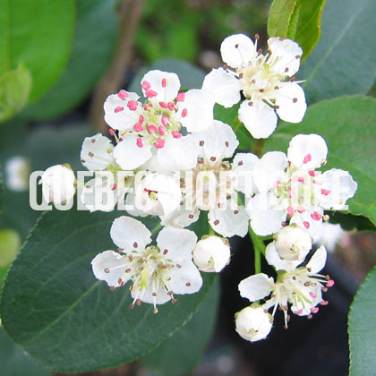 image de Aronia melanocarpa Autumn Magic