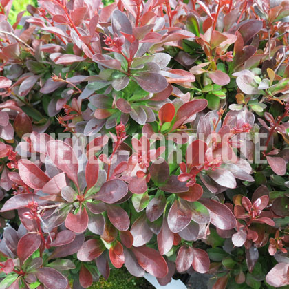 image de Berberis thunbergii Cherry Bomb