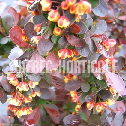 image de Berberis thunbergii Cherry Bomb