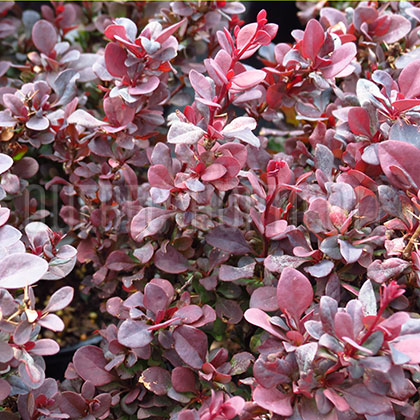 image de Berberis thunbergii Concorde