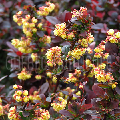 image de Berberis thunbergii Concorde