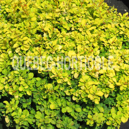 image de Berberis thunbergii Golden Nugget