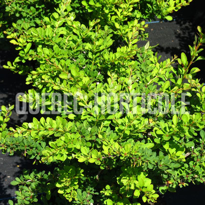 image de Berberis thunbergii Jade Carousel