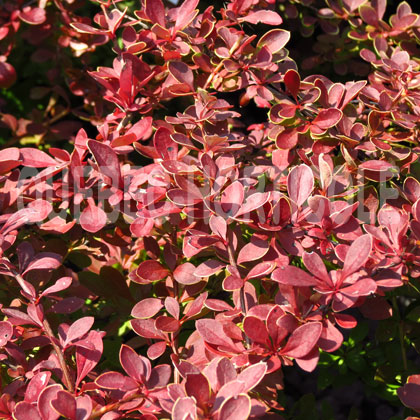 image de Berberis thunbergii Red Carpet