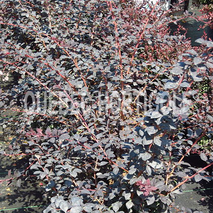 image de Berberis thunbergii Royal Cloak