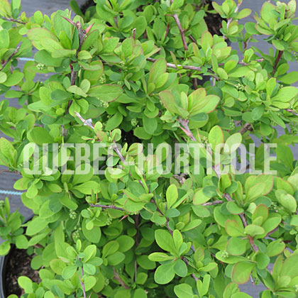 image de Berberis thunbergii Emerald Carousel