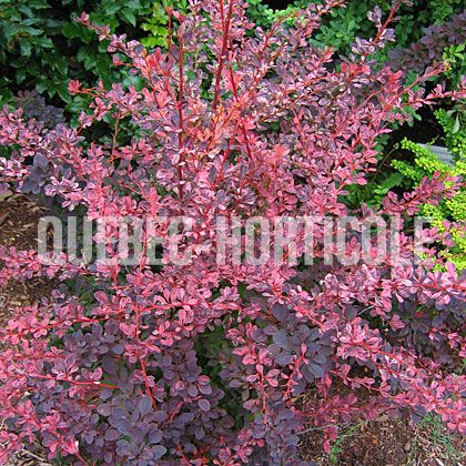 image de Berberis thunbergii Rose Glow