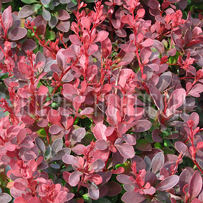 image de Berberis thunbergii Royal Burgundy