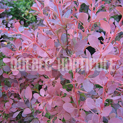 image de Berberis thunbergii Ruby Carrousel