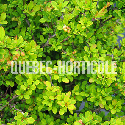 image de Berberis thunbergii Monry Sunsation®