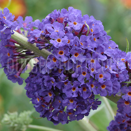 image de Buddleja English Butterfly™ Adonis Blue