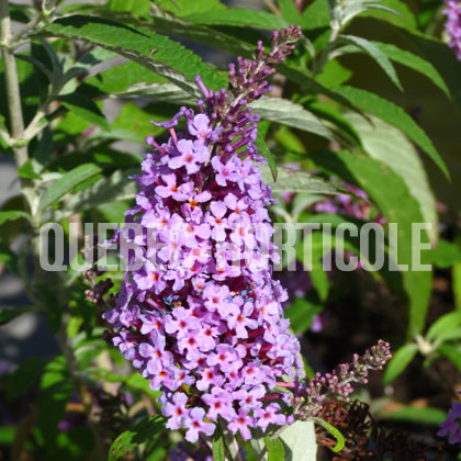 image de Buddleja Buzz™ Sky Blue