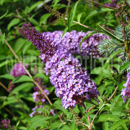 image de Buddleja Nanho Purple