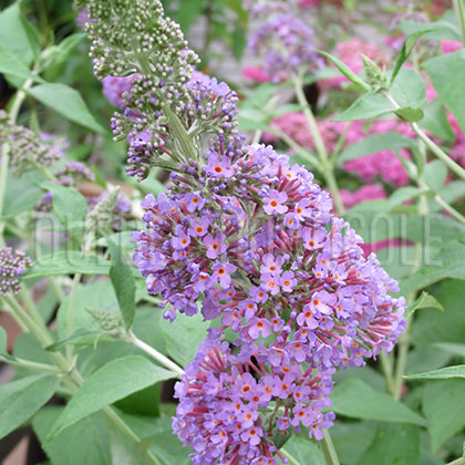 image de Buddleja English Butterfly™ Peacock