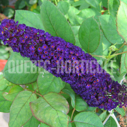 image de Buddleja Black Knight