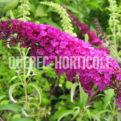 image de Buddleja Charming