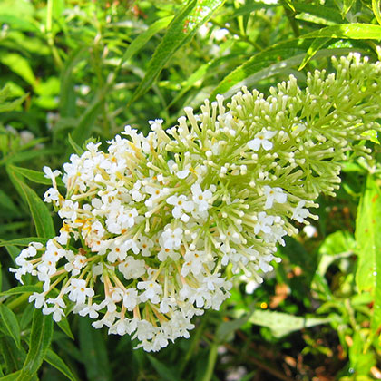 image de Buddleja Nanho Alba