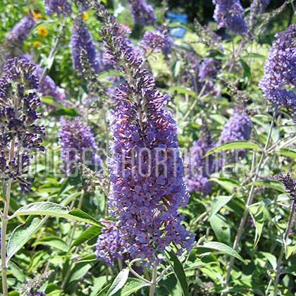 image de Buddleja Ellen's Blue