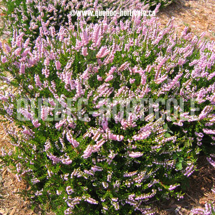 image de Calluna vulgaris County Wicklow