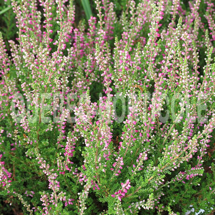 image de Calluna vulgaris Dark Beauty