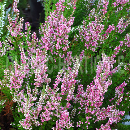 image de Calluna vulgaris Salsa