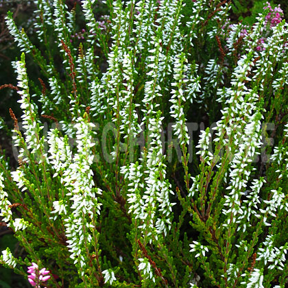 image de Calluna vulgaris Valentina