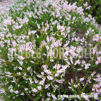 image de Calluna vulgaris 