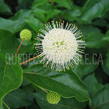 image de Cephalanthus occidentalis 