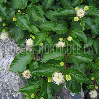 image de Cephalanthus occidentalis 