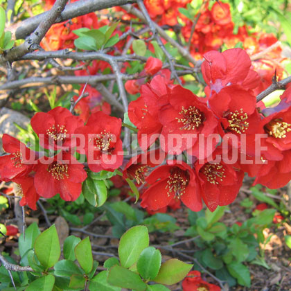 image de Chaenomeles Crimson and Gold