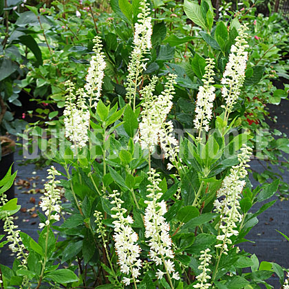 image de Clethra alnifolia Sixteen Candles