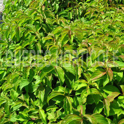 image de Cornus sericea Kelseyi