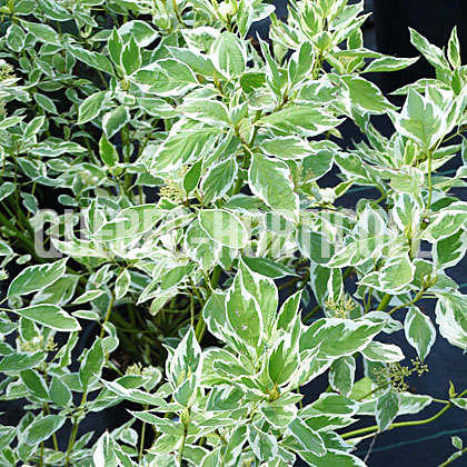 image de Cornus sericea Silver and Gold