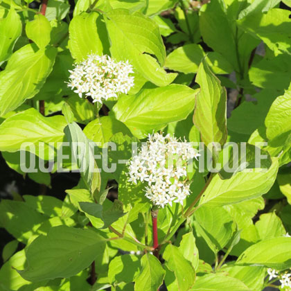 image de Cornus alba Aurea