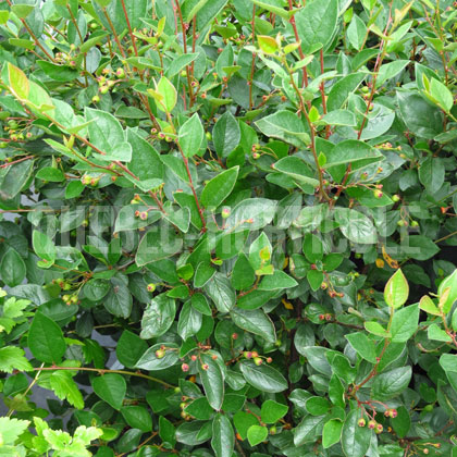 image de Cotoneaster acutifolius 