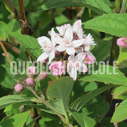 image de Deutzia Mont Rose