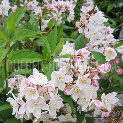 image de Deutzia x rosea Carminea