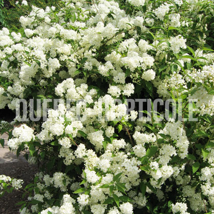 image de Deutzia x lemoinei Compacta