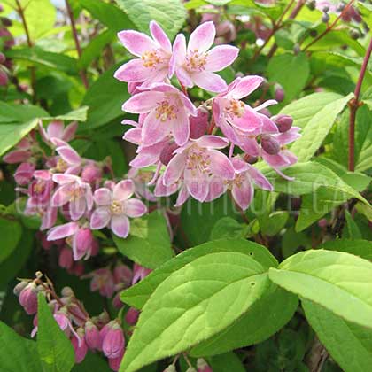 image de Deutzia Pink-a-Boo