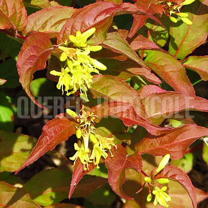 image de Diervilla lonicera Copper