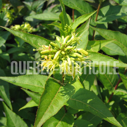 image de Diervilla sessilifolia Butterfly