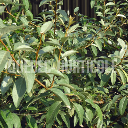 image de Elaeagnus Quicksilver