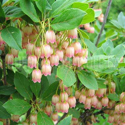 image de Enkianthus campanulatus 