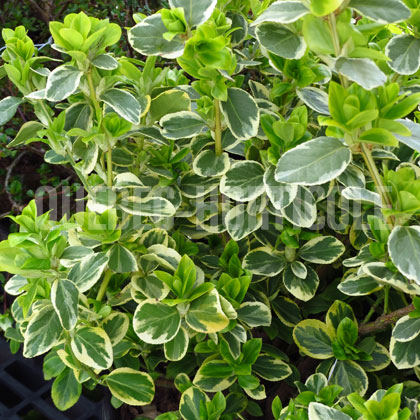 image de Euonymus fortunei Canadale Gold