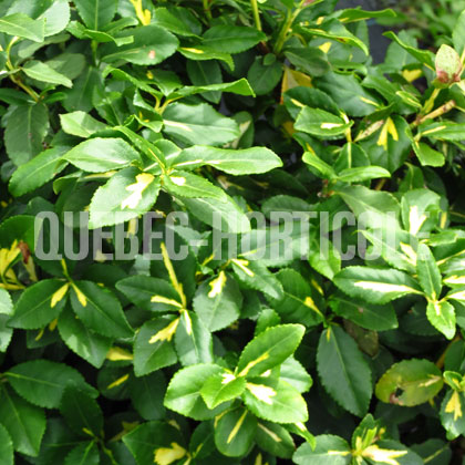 image de Euonymus fortunei Sunspot