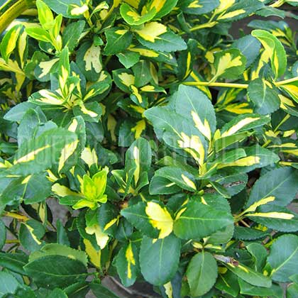 image de Euonymus fortunei Surespot