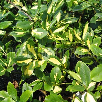 image de Euonymus fortunei Blondy