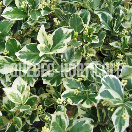 image de Euonymus fortunei Emerald Gaiety